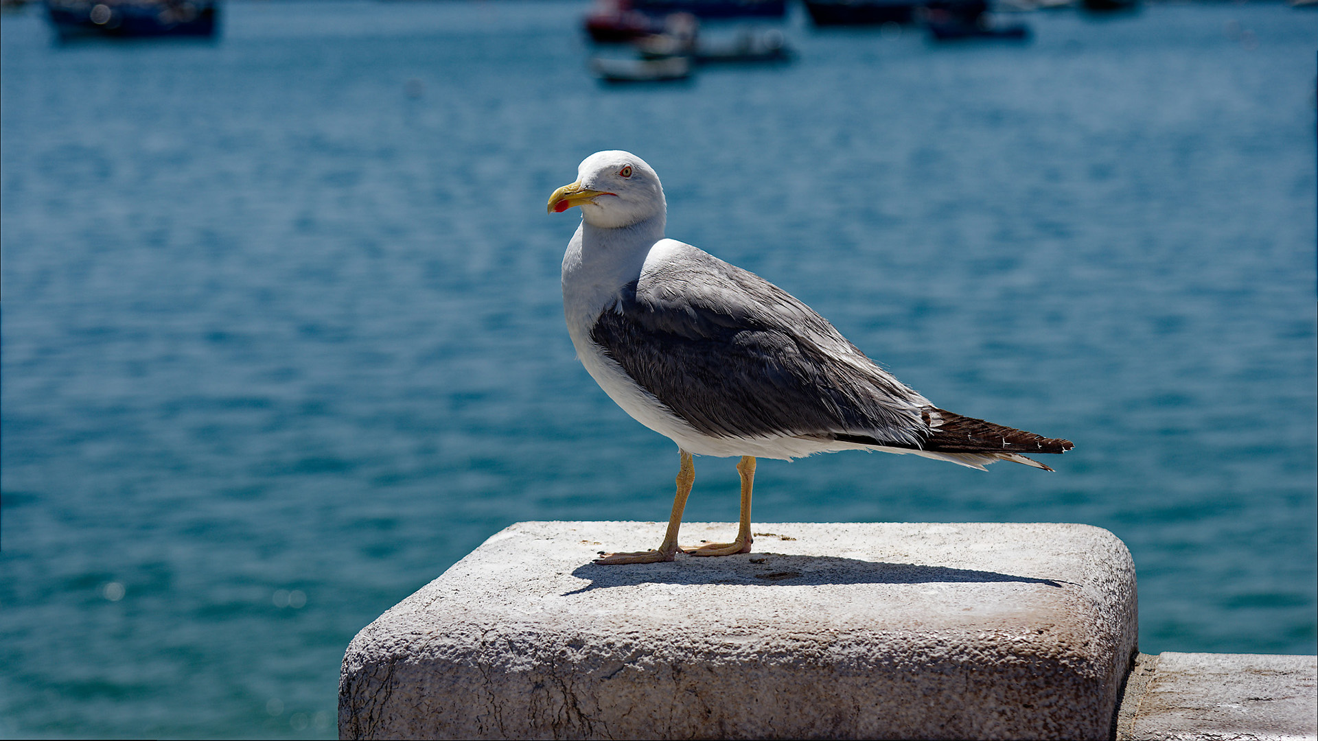 Mouette